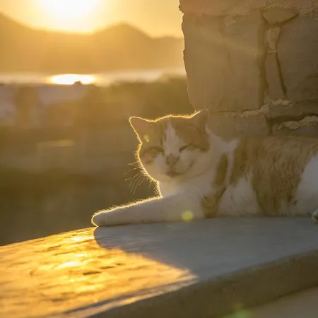 Petra Mini Pool 아파트 *