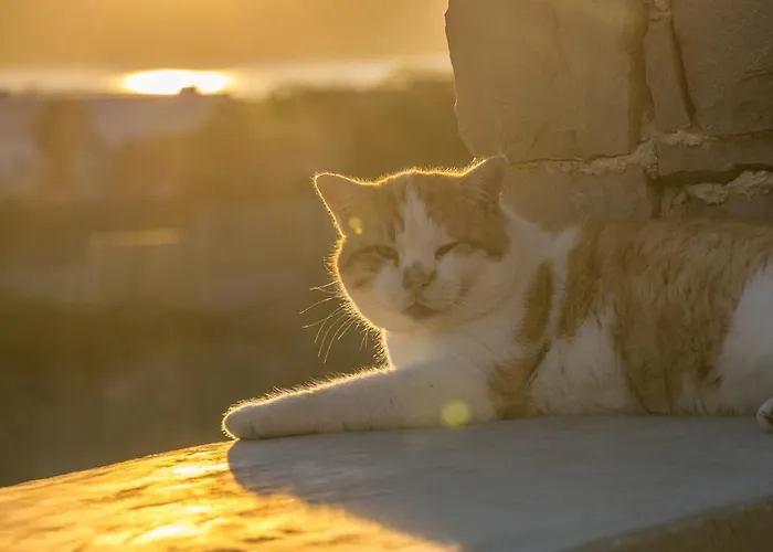 Petra Mini Pool Lejlighed *